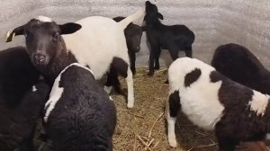 Кросс-Дорпера 50%, вес ягнят в один месяц