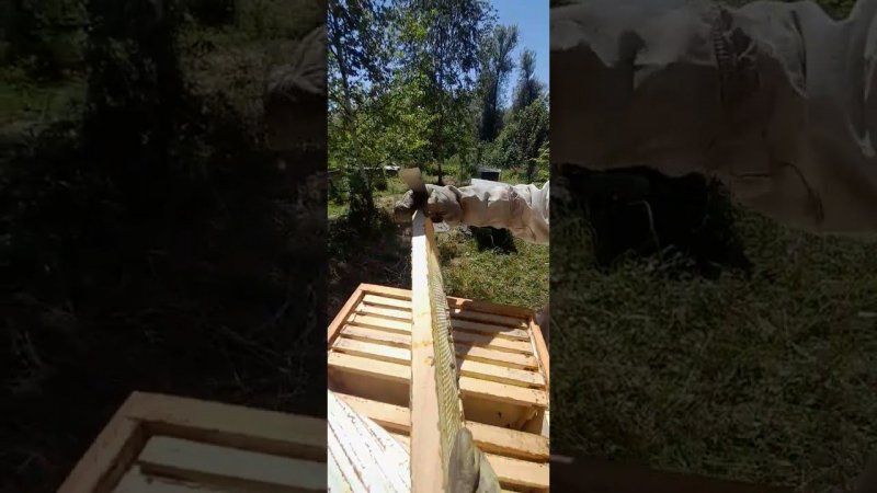 Как узнать, есть ли мёд не вынимая рамок #bee