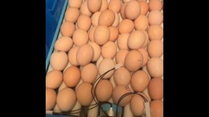 Правда об инкубаторе птичий двор закладка яйца