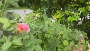 EP 4.Open Rose Garden เปิดสวนกุหลาบเล็กๆ Penelopeia เลี้ยงง่าย ดอกพราวเต็มต้น