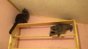 ЕНОТ & КОТ