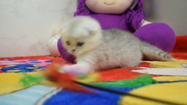 Шотландская вислоухая плюшевая кошечка серебристая шиншилла смотреть онлайн