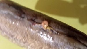 Паразиты в рыбе Хек Parasites in fish Hake