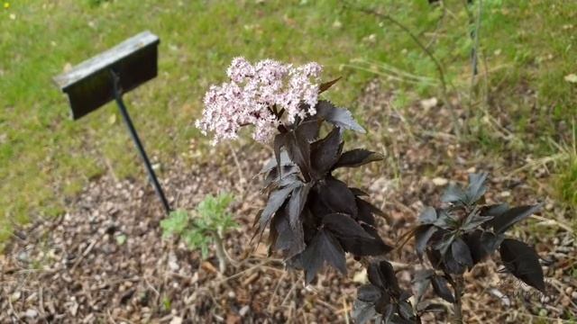 Sambucus nigra 'Black Tower' bez černý смотреть онлайн
