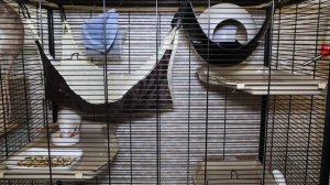 Домашние крысы - плюсы и минусы. Крысы как домашние животные