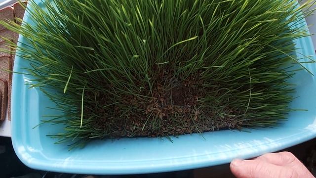 Проращиваю пшеницу на зелень для кур.