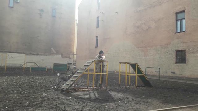 собака Зина смотреть онлайн