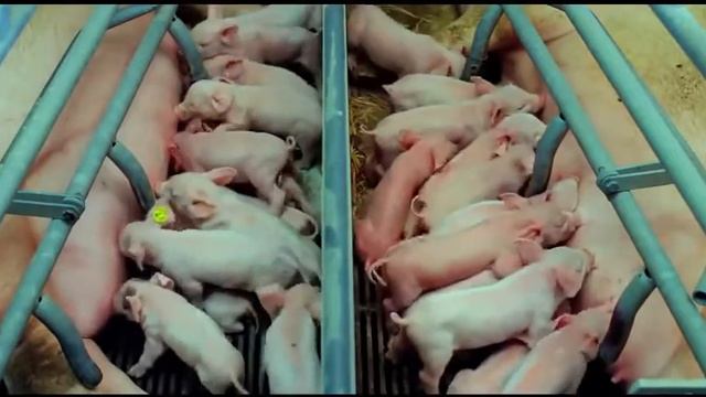Общество Массового Потребления