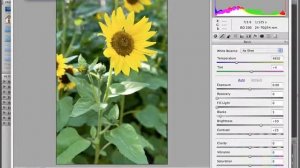 Camera Raw in Photoshop and Elements. Adobe Camera Raw Plugin.