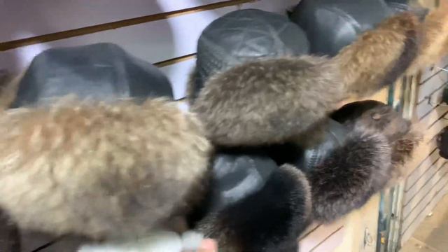 ШАПКИ/НОРКА /ТУМАКТАР ДОРДОЙ БАЗАР смотреть онлайн