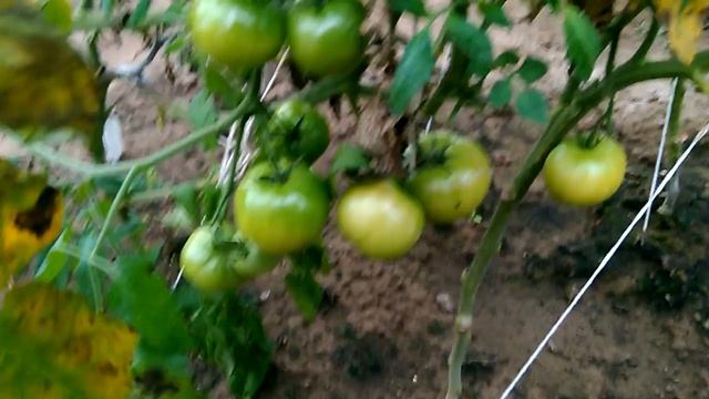 Помидоры, сорт "Женарос". Обильное плодоношение в ноябре. 13.11.18. смотреть онлайн