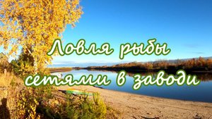Осенняя ловля рыбы сетью в заводи