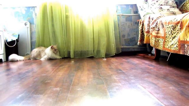 Cats meet mistress.Коты встречают хозяйку. смотреть онлайн