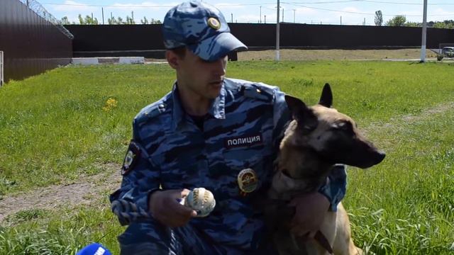 Соревнования кинологов и показательные выступления собак в Липецке смотреть онлайн