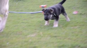 Щенок восточно-европейской овчарки питомника "Веолар" 1.5 мес*