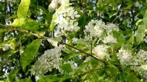 БЕЛАЯ ЧЕРЁМУХА ДУШИСТАЯ