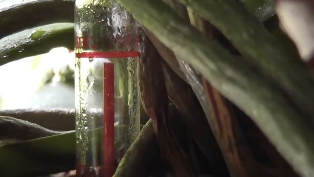 Полив орхидей Фаленопсис погружением в воду.