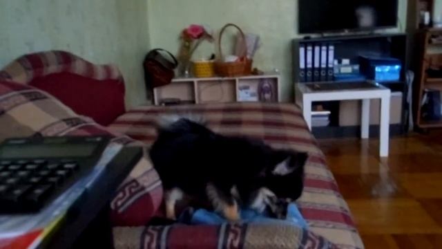 малый немецкий шпиц нэся