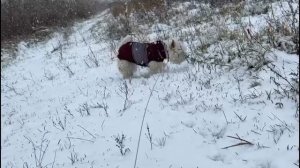 Вест Хайленд Уайт Терьер. Идеальная одежда для зимней прогулки.