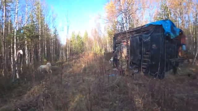 Медведь разнес избу.Поход с лайками в тайгу.Хмао-югра..mp4