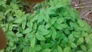 Сбросы нечистот в пруд деревня Осоргино