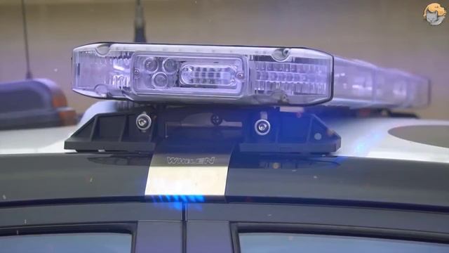 Собака не оставляет женщину в покое, муж выясняет почему и вызывает полицию смотреть онлайн