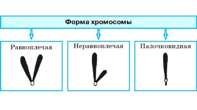 Хромосома (рассказывают Надежда Шилова и Вячеслав Тарантул).