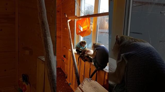 утро в обезьяньем доме??#monkey #petmonkey #обезьяна #макака #экзотика #гиббон #домашниемакаки #зоо