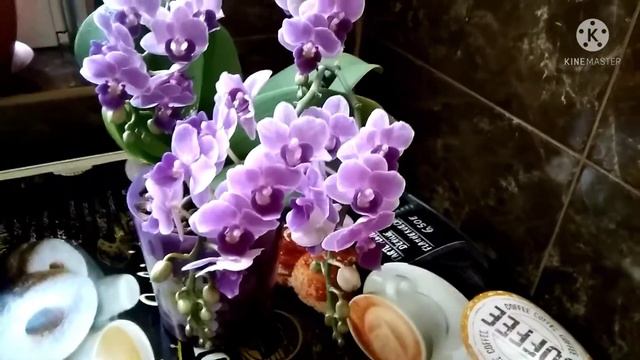 Домашнее цветение фаленопсис Вайлет Квин. Phal. Violet Queen 👑.