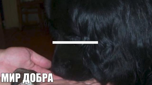 Мужчина спас маленького зверя, даже не подозревая, кем тот являлся смотреть онлайн