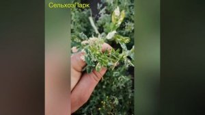 Не растёт Люцерна в Краснодаре