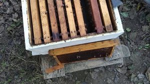 Осенью менять маток проще простого.