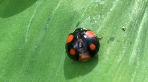 Божья Коровка взлетает.Чудесные насекомые