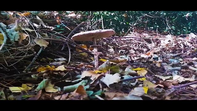 Parasol mushroom (Macrolepiota procera) смотреть онлайн