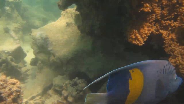 Festival Shedwan 4 Жёлтопятнистая рыба ангел смотреть онлайн