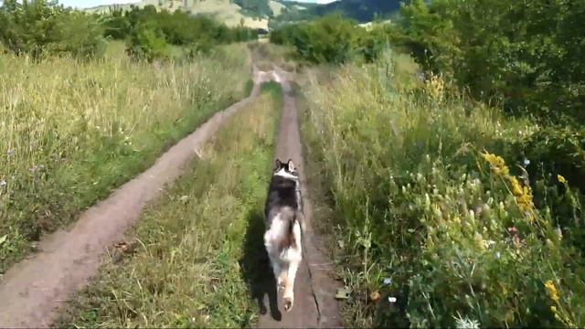 После медитации в лесу смотреть онлайн