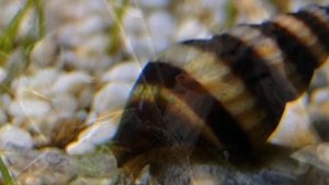 УЛИТКА ХЕЛЕНА. АКВАРИУМНАЯ ХИЩНИЦА.