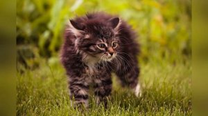 ?КОТЕНОК ШИПИТ и РЫЧИТ звук агрессивный маленький котята мяукают прикол