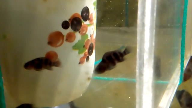 Инновационный инкубатор для икры смотреть онлайн