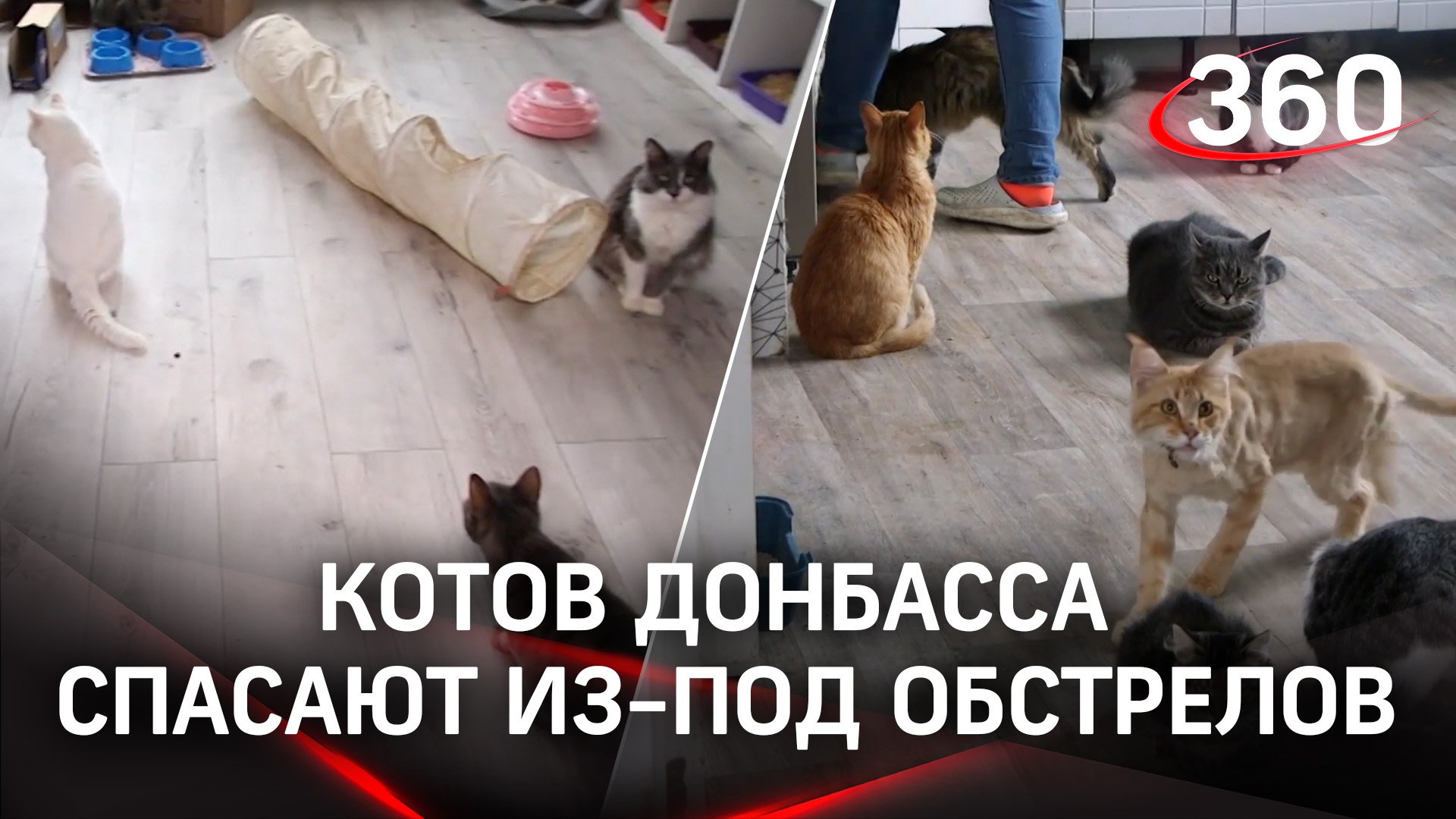 Котов Донбасса спасают из-под обстрелов и выхаживают в ростовском КОТЭдже