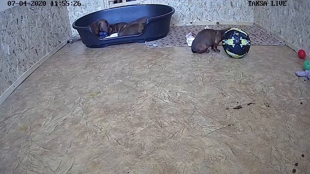 Я Такса ?DAY 61.Щенки таксы онлайн ? Dachshund puppies online смотреть онлайн