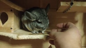 Шиншиллы с ветками Chinchillas with branches  Chinchillas con ramas شنشلس مع فروع.
