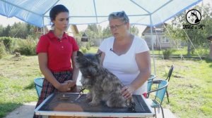 Такая порода  Керн терьер