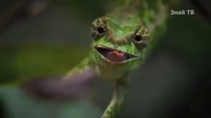 ХАМЕЛЕОН В ДЕЛЕ! Любитель показывать язык и невидимый маленький охотник!