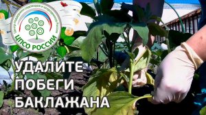 Формирование баклажанов. Выращиваем баклажаны.