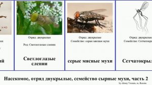 Насекомое, отряд двукрылые, семейство сырные мухи, часть 2 insect муха Слепень мушки пестрокрылка