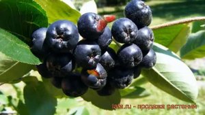 Арония черноплодная (aronia melanocarpa) ? черноплодная арония обзор: как сажать, саженцы аронии