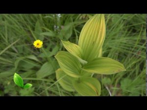 Кардаг (ТРАВА) Чемерица. От боли в животе для коровы.