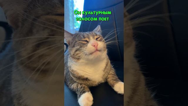 Культурный кот смотреть онлайн