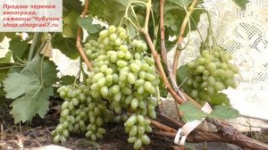 Виноград КИШМИШ ЛОРУС - ранний срок созревания, красивые длинные грозди и крупные ягоды, Пузенко